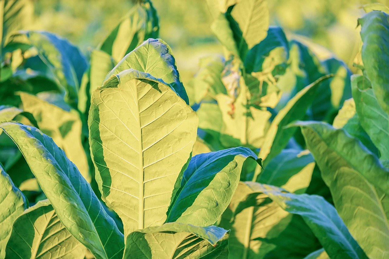 tobacco, nicotiana tabacum, leaves, nicotiana, plant, nightshade, herbaceous, nicotine, agriculture, nature, cultivation, evening sun
